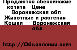 Продаются абессинские котята › Цена ­ 10 000 - Воронежская обл. Животные и растения » Кошки   . Воронежская обл.